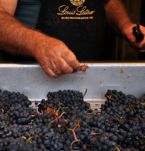 Louis Latour Aloxe-Corton Le Chaillots 2019