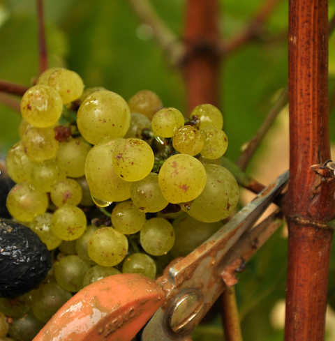 Louis Latour Meursault Blagny Chateau De Blagny 2020