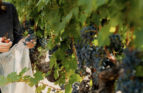 Decoy Limited Sonoma Coast Pinot Noir 2021
