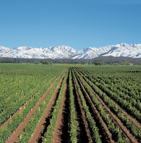 Alamos Red Blend (Argentina Wine)