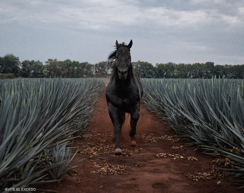 7 Siete Leguas Blanco Tequila
