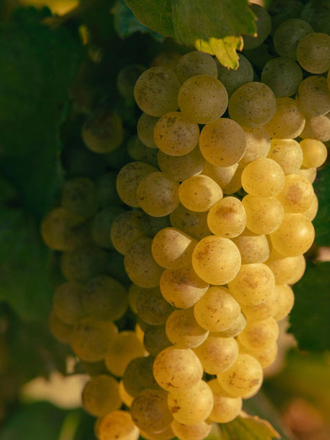 Veuve Clicquot Gold Label Vintage 2015