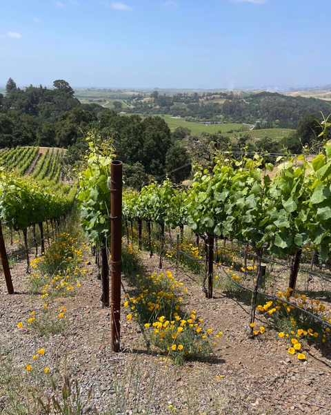 Hagafen Napa Valley Cabernet Sauvignon 2019